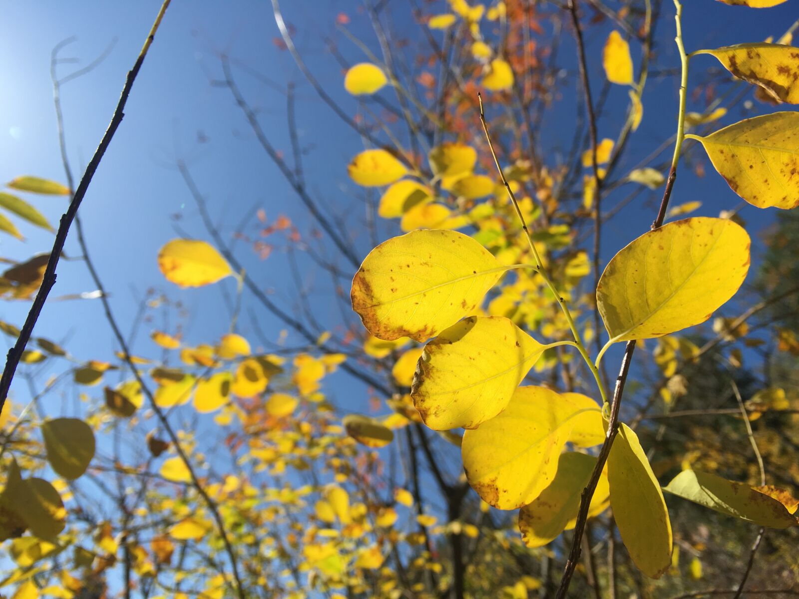 Apple iPhone 6s sample photo. Golden, autumn, leaves photography