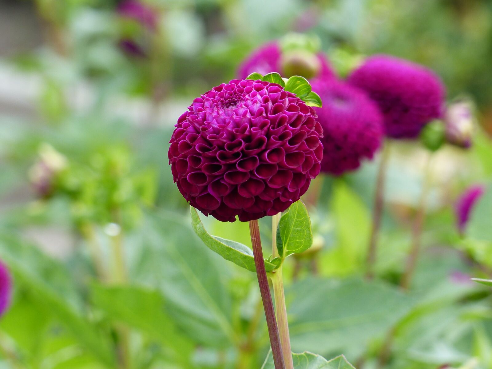 Panasonic Lumix DMC-FZ200 sample photo. Dahlia, plant, flowers photography