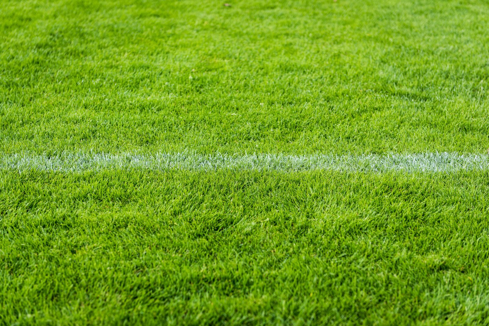Nikon D810 sample photo. Grass, rush, field photography