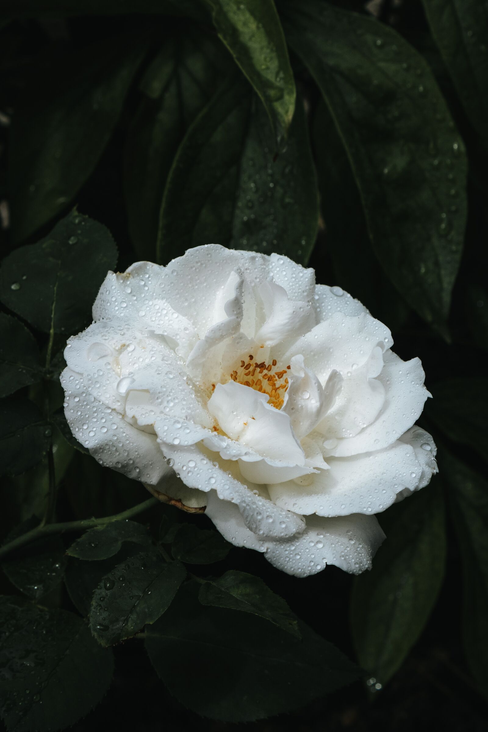 Canon EOS 2000D (EOS Rebel T7 / EOS Kiss X90 / EOS 1500D) sample photo. Rose, white, flower photography