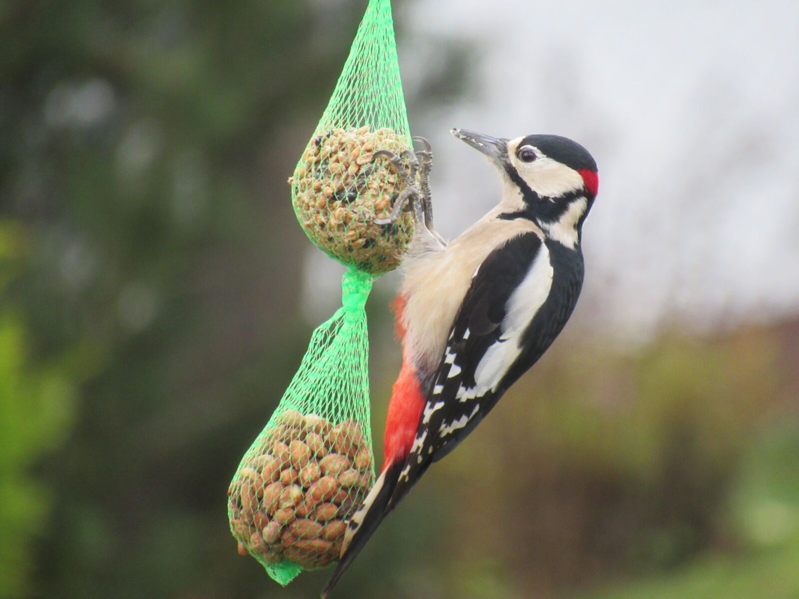 Canon PowerShot SX530 HS sample photo. Nature, bird, animal world photography