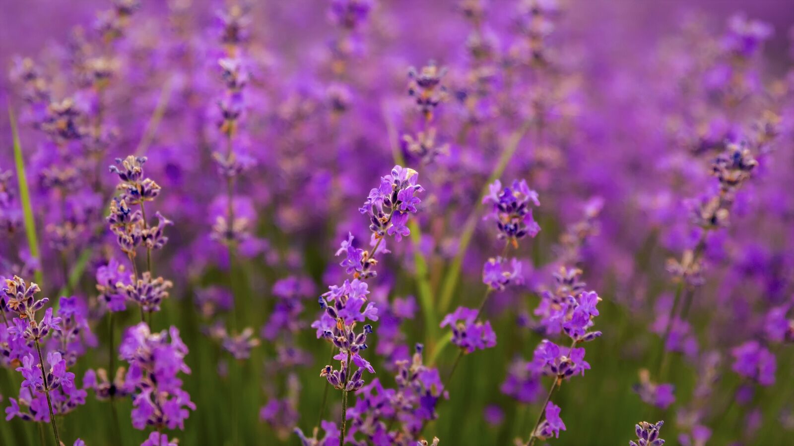 Tamron SP 24-70mm F2.8 Di VC USD sample photo. Flowers, lavender, purple photography