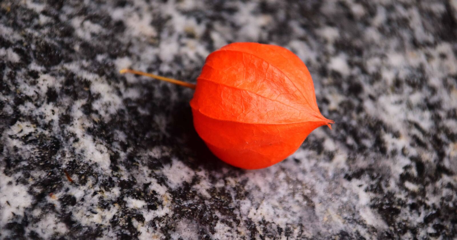 Nikon D3300 sample photo. Red, nature, colorful, ground photography