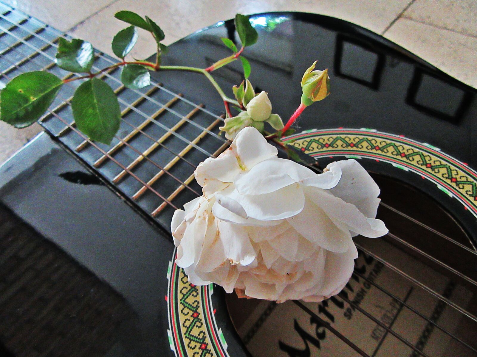 Canon PowerShot SX610 HS sample photo. Rose, white rose, guitar photography