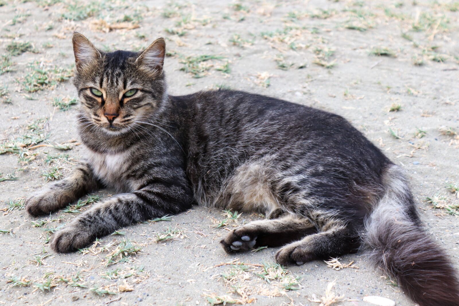 Canon EOS 200D (EOS Rebel SL2 / EOS Kiss X9) sample photo. Cat, domestic cat, strays photography
