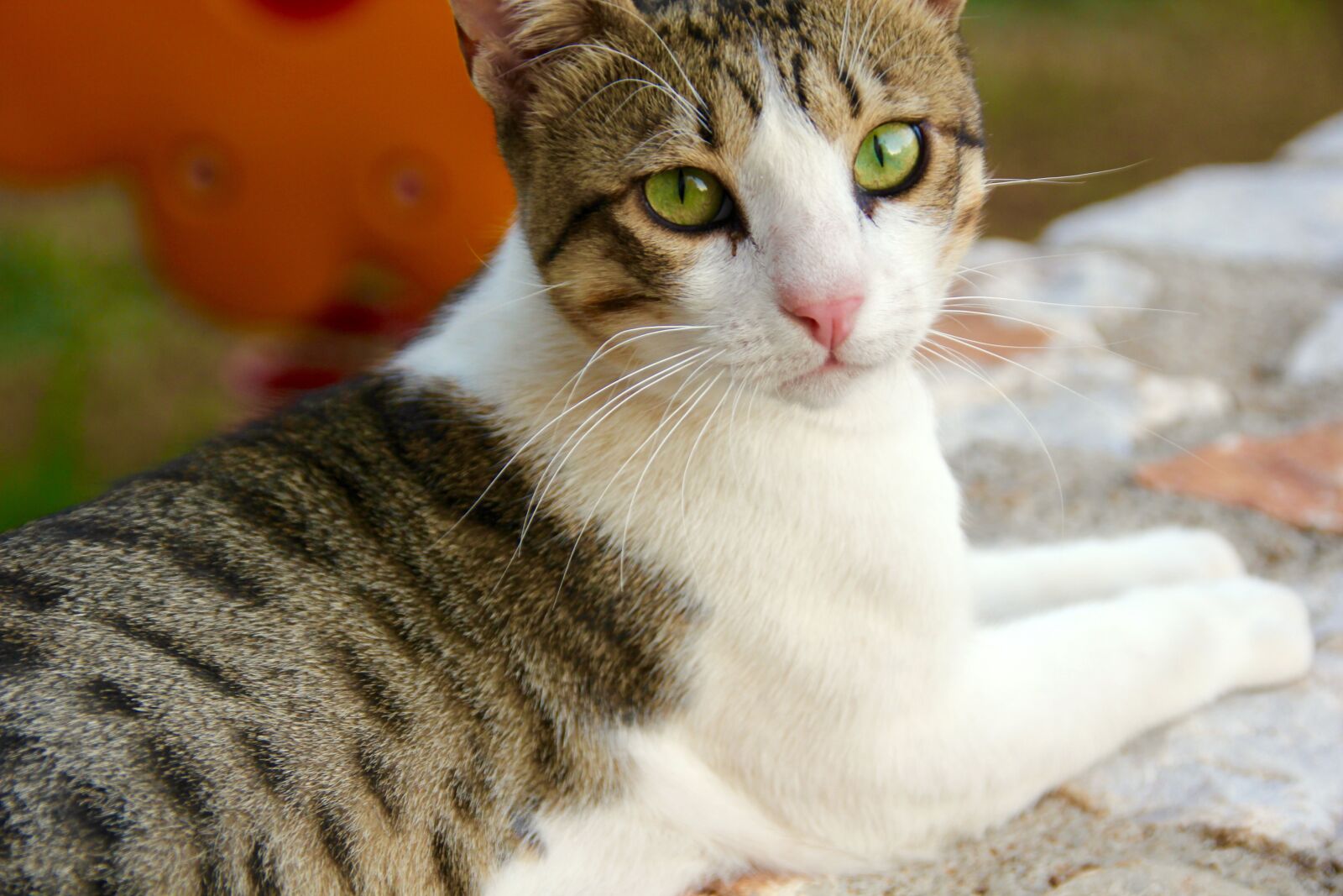 Canon EOS 60D sample photo. Cat, animal, stray photography