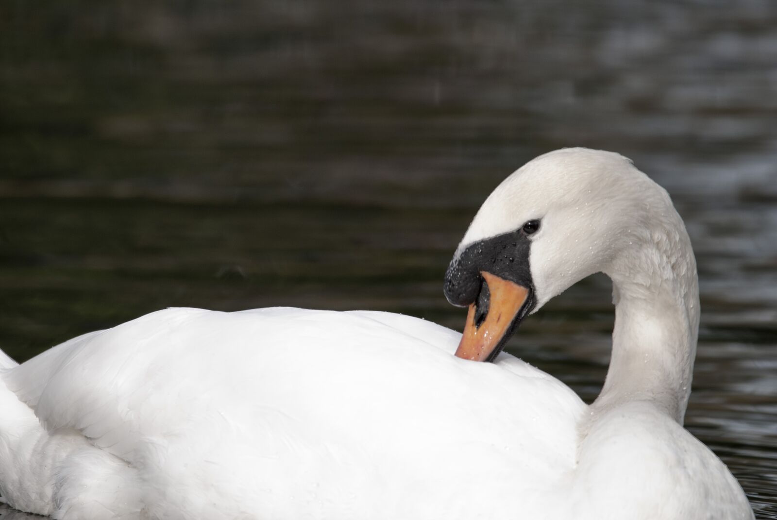 Nikon D3000 sample photo. Swan, white swan, water photography