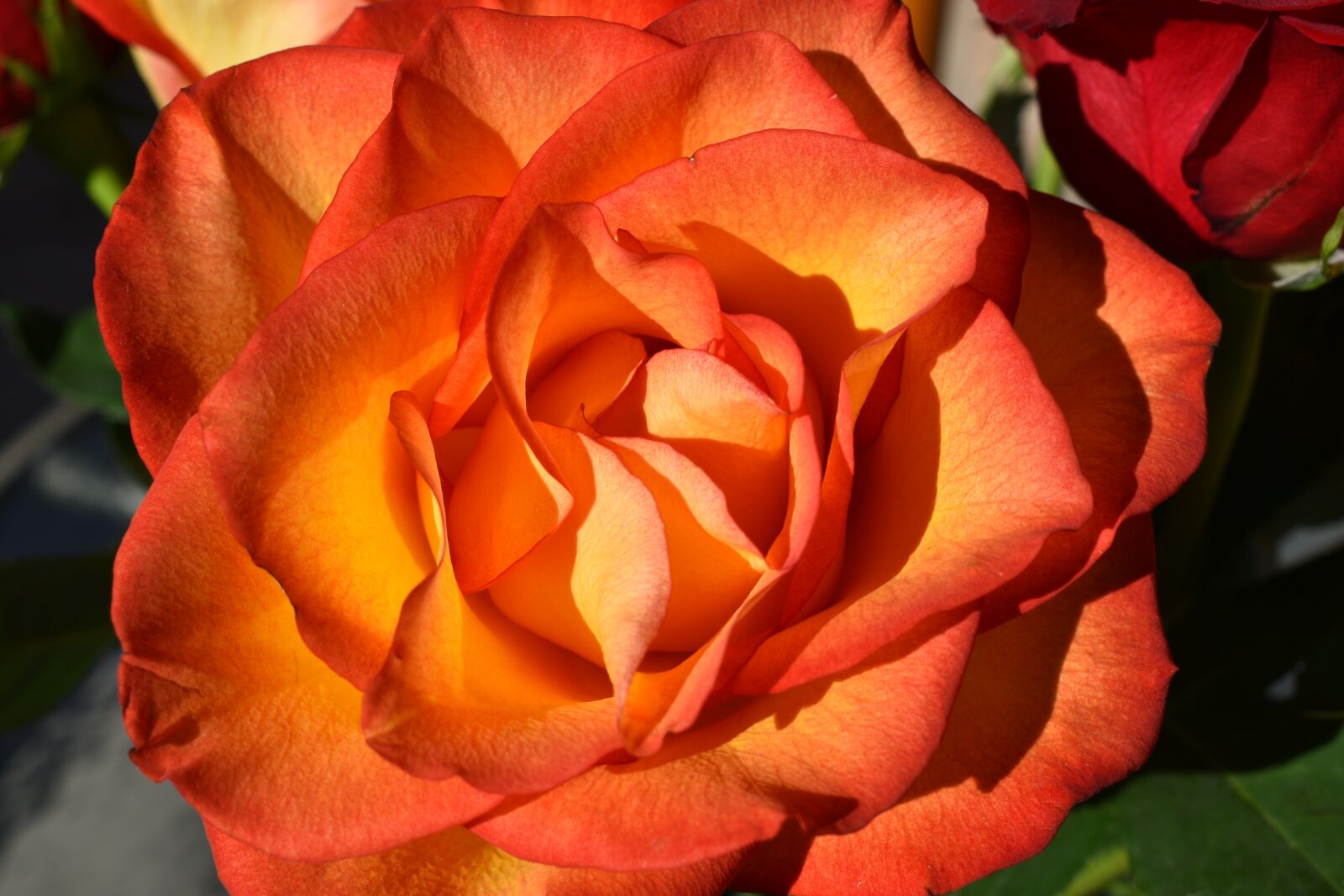 Nikon D3500 sample photo. Rose, flowers, petal photography