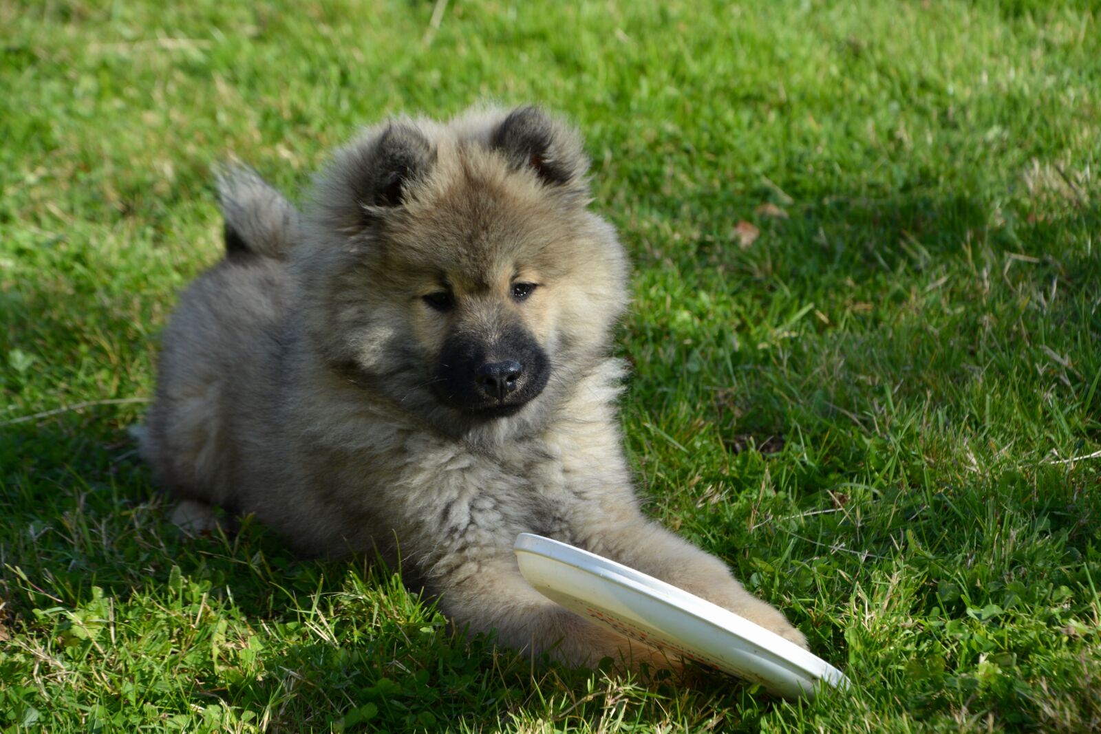 Nikon D5200 sample photo. Dog, pup, puppy photography