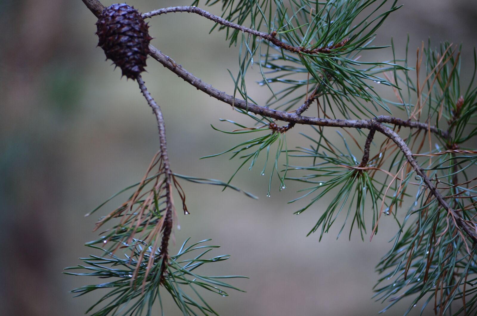 Nikon D7000 sample photo. Pinecone, pine, needle photography