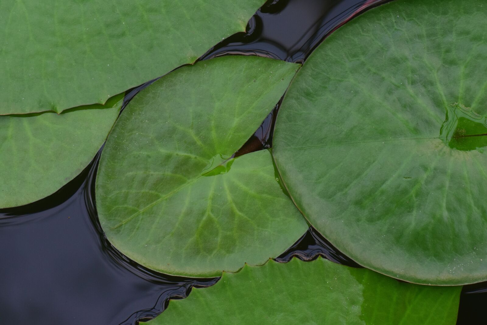Nikon D3300 sample photo. Pond, water, water pond photography