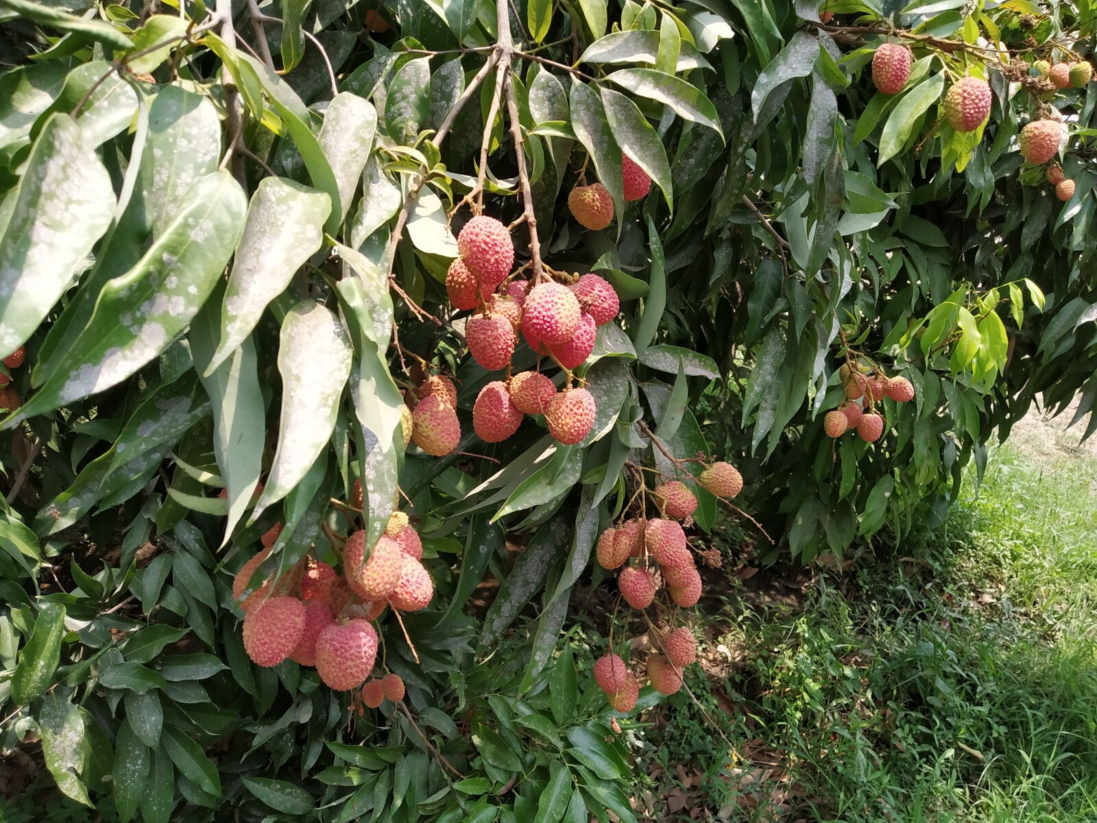 Xiaomi Redmi Note 7 sample photo. Fruit, fruit tree, lychee photography