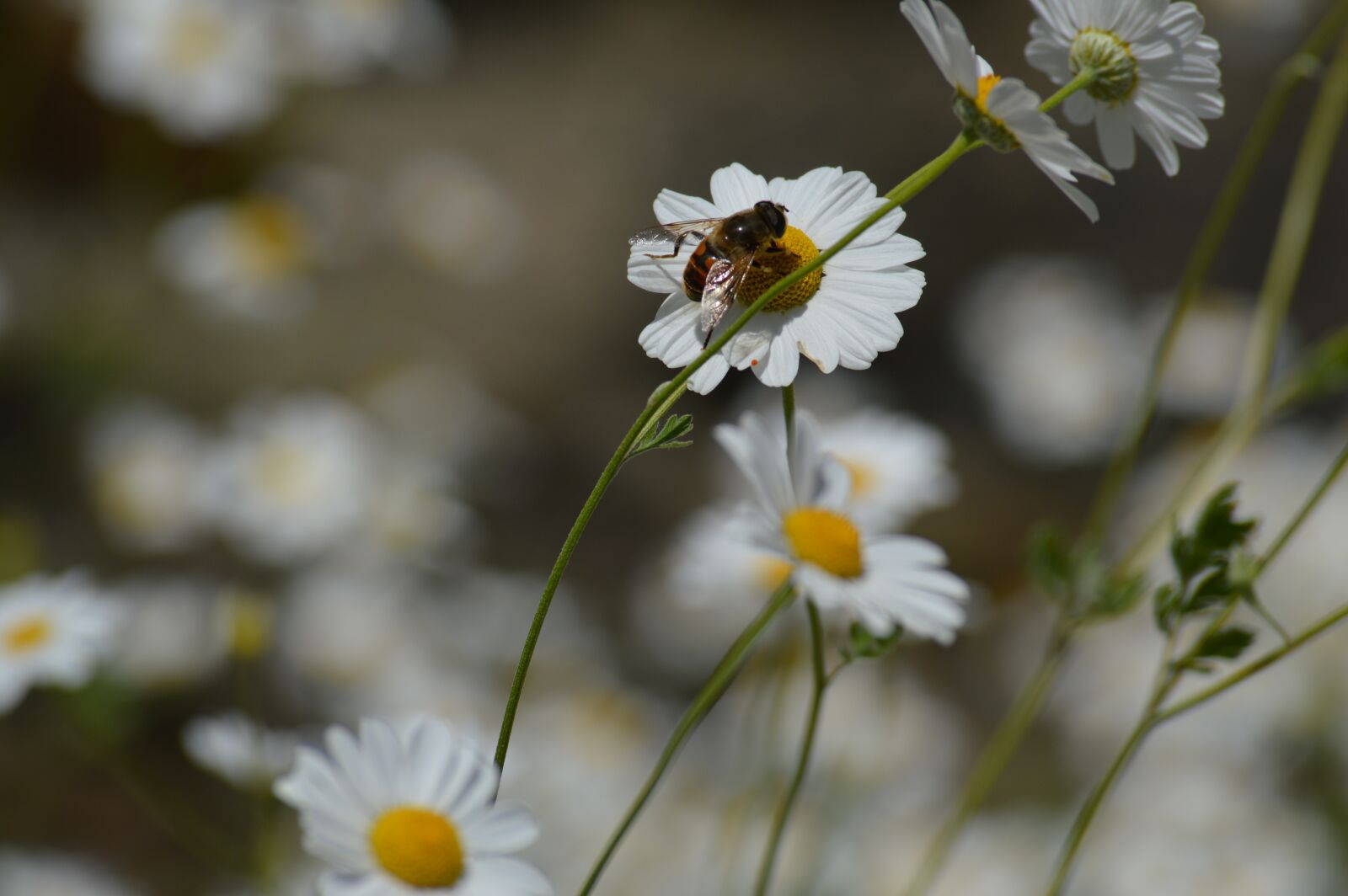 Nikon D3200 sample photo. Nature, flower, plant photography
