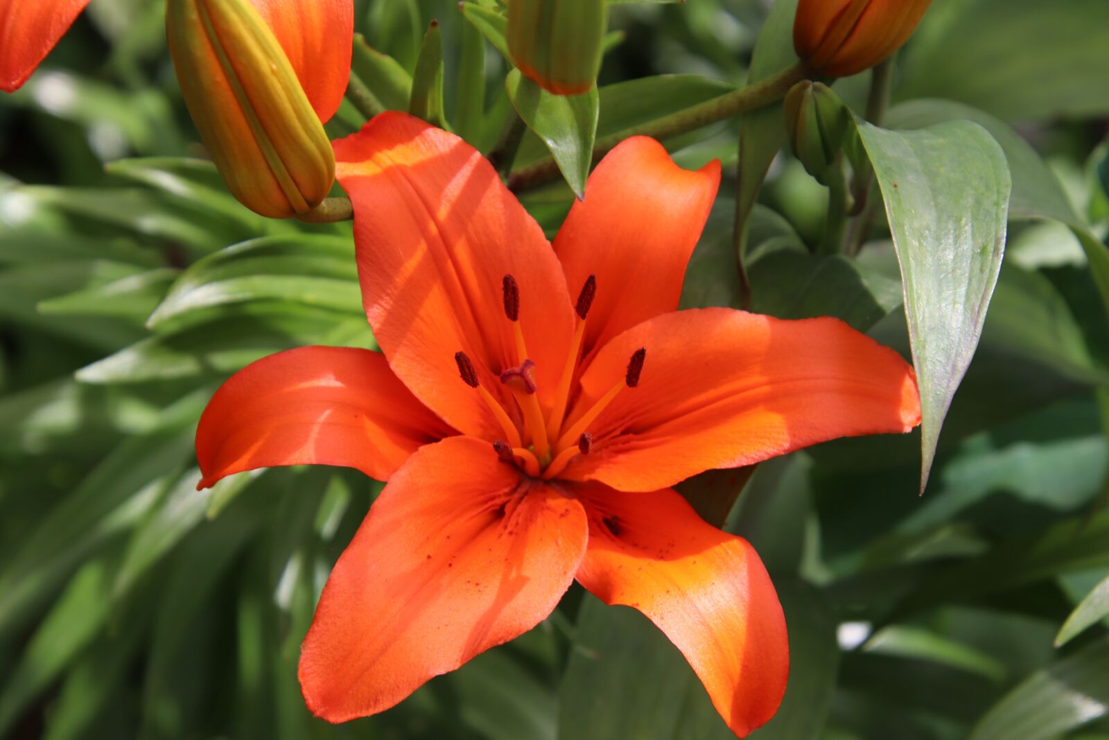 Canon EOS 800D (EOS Rebel T7i / EOS Kiss X9i) sample photo. Lily orange, flowers, plants photography