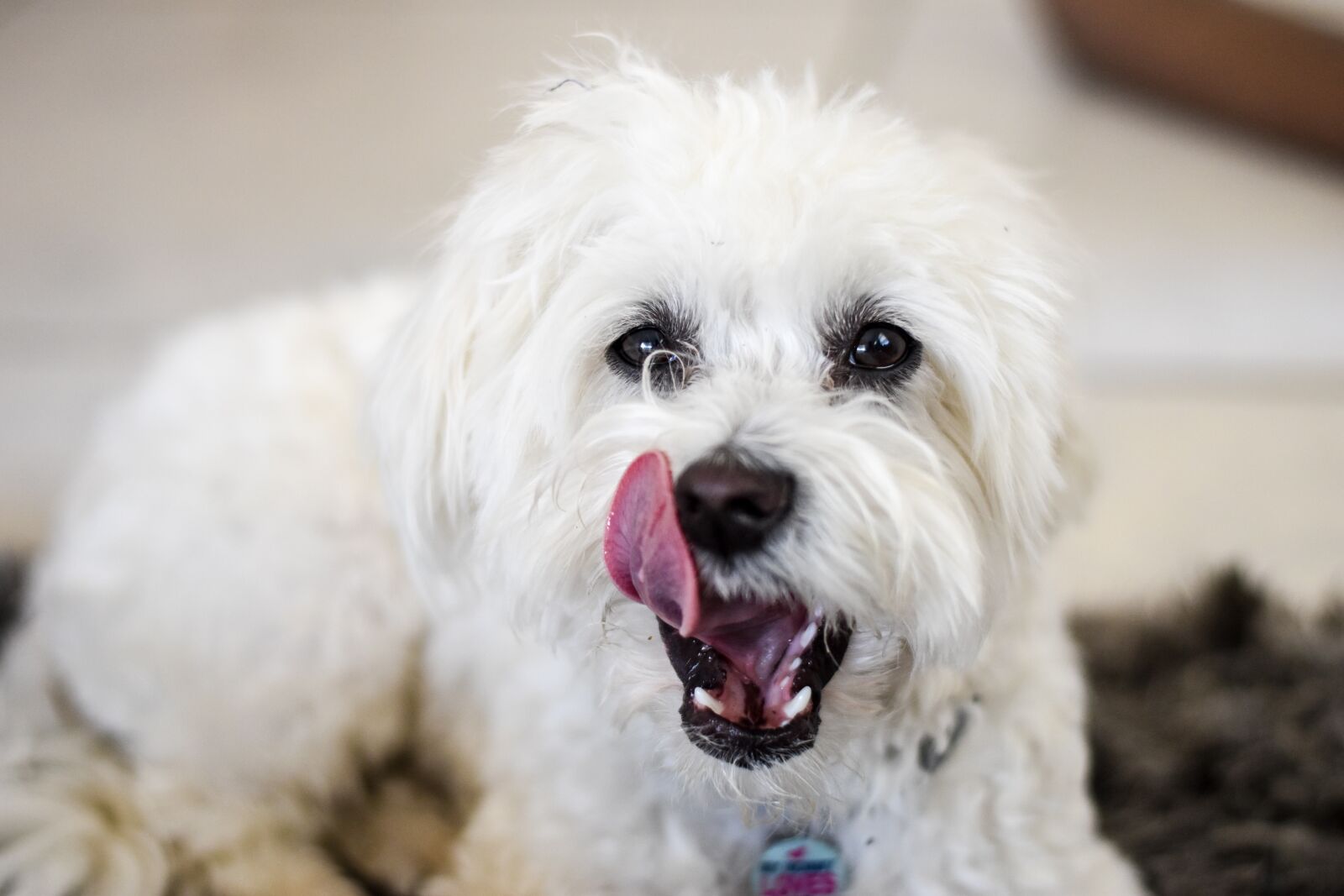 Nikon D5500 sample photo. Dog, cute, mammal photography