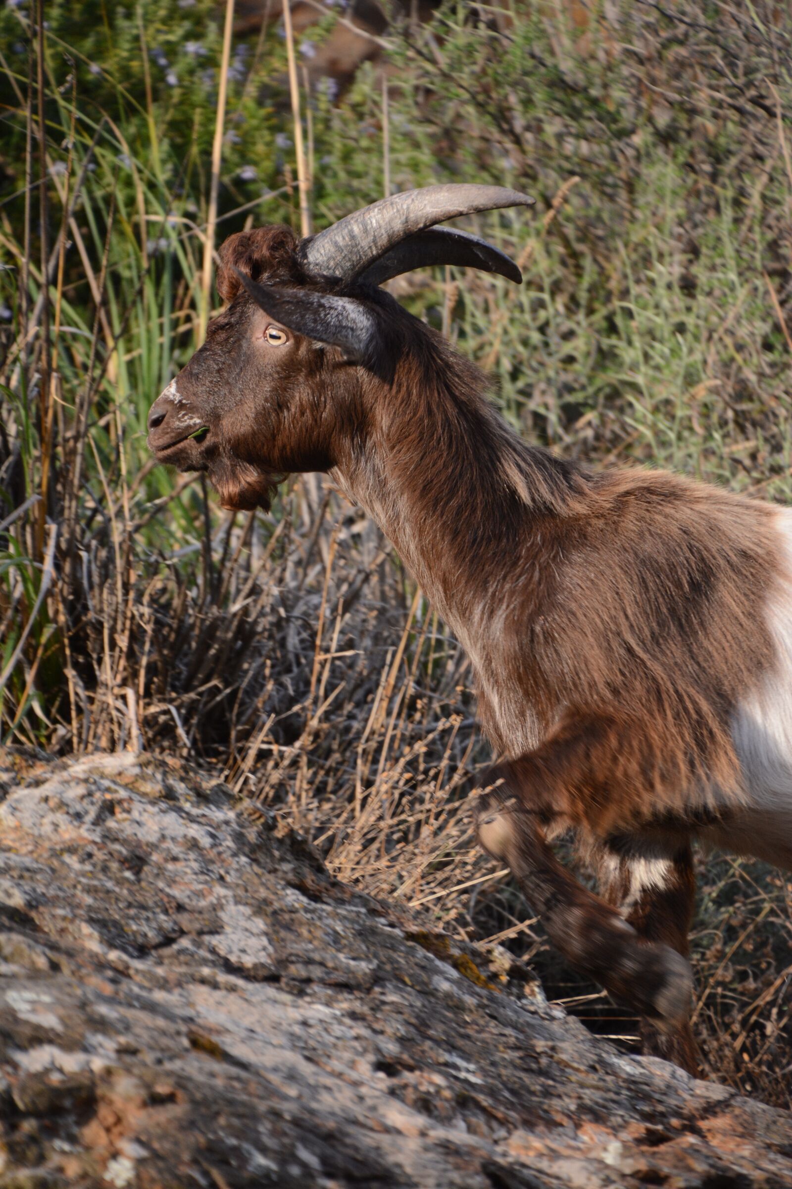 Nikon D7100 sample photo. Animal, wild, mammal photography