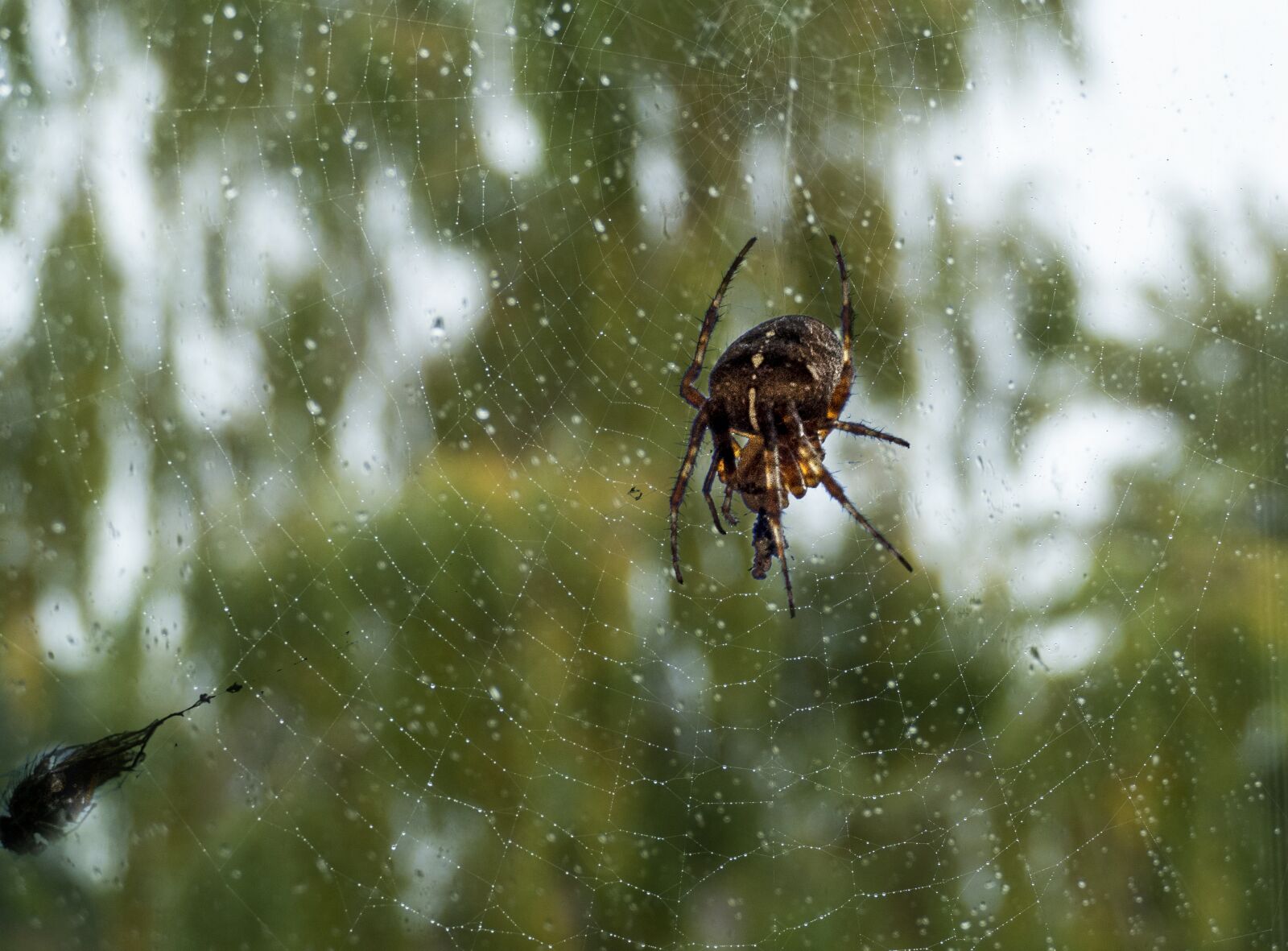 Panasonic Lumix DMC-FZ1000 sample photo. Spider, web, close up photography