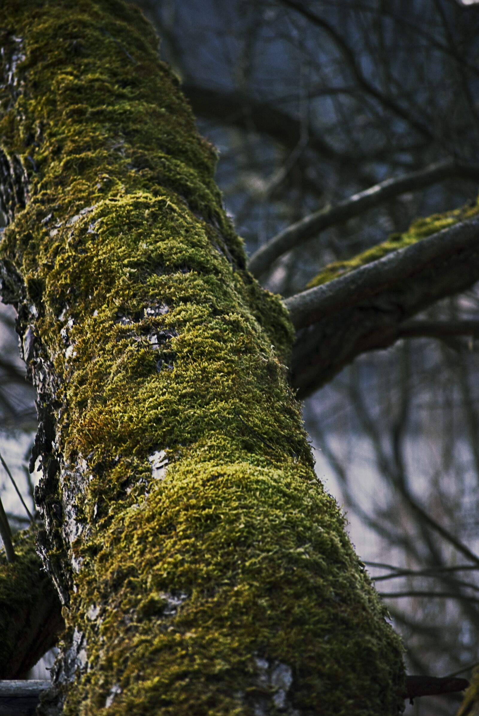 Nikon D60 sample photo. Tree, moss, trunk photography