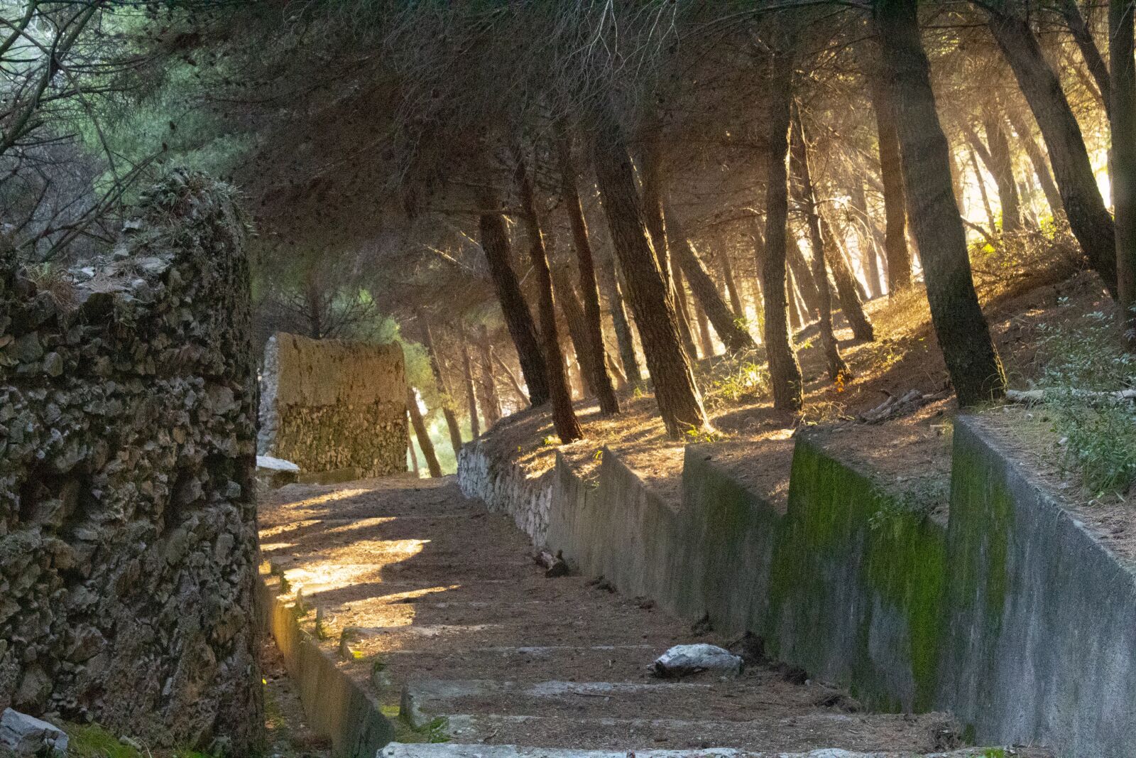 Canon EOS 4000D (EOS Rebel T100 / EOS 3000D) sample photo. Light, path, forest photography