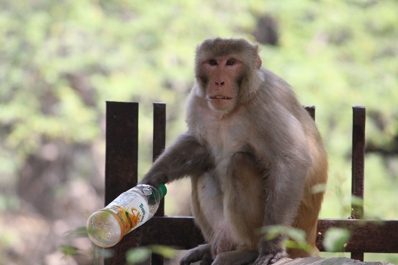 Canon EOS 1200D (EOS Rebel T5 / EOS Kiss X70 / EOS Hi) sample photo. Monkey, primate, ape photography
