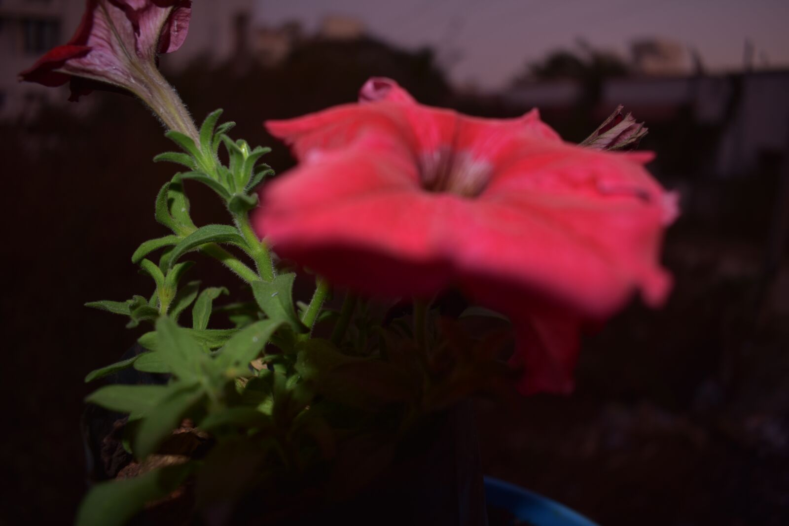 Nikon D3400 sample photo. Flower, pink, nature photography