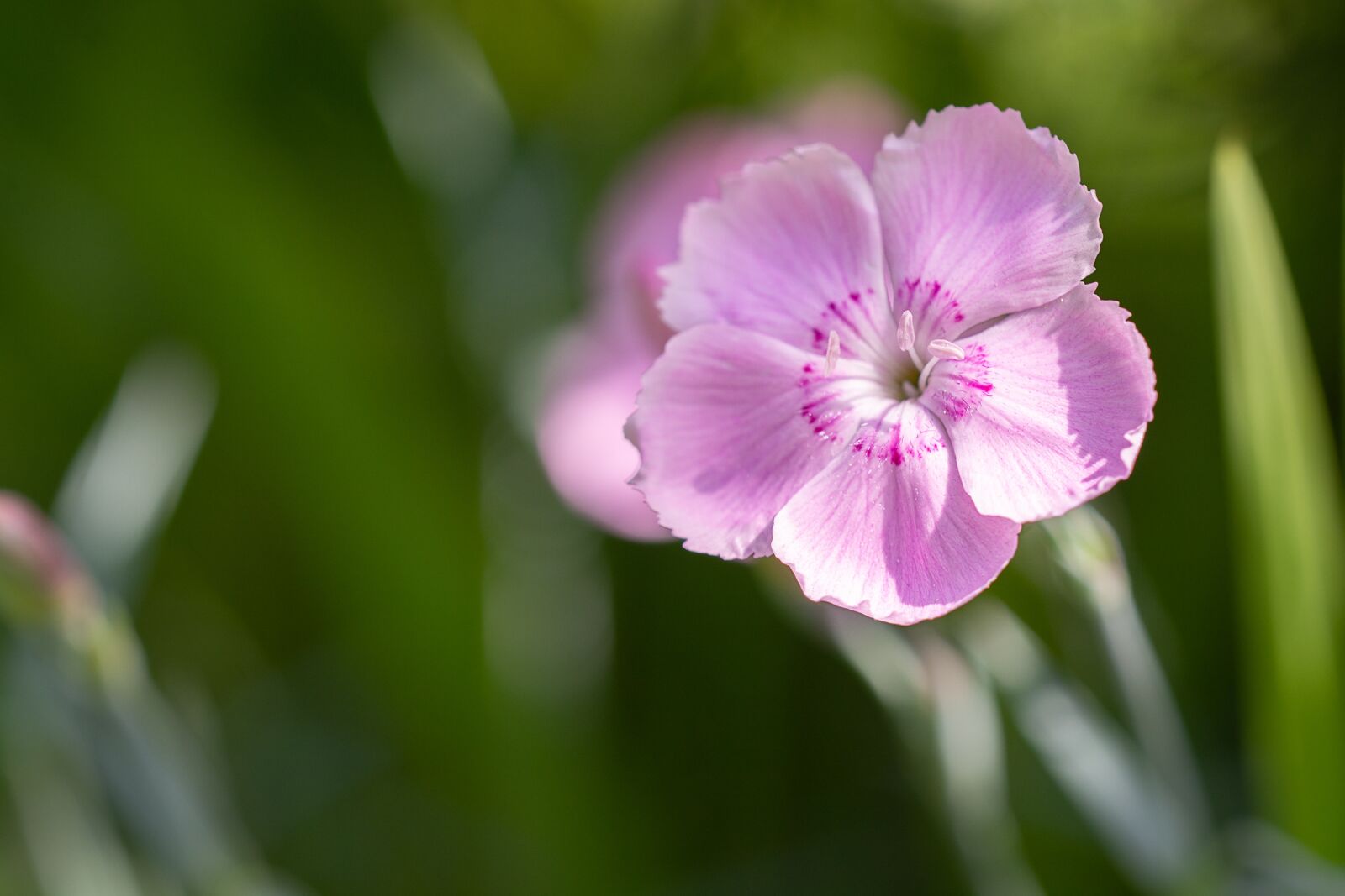 Nikon D7100 sample photo. Flower, blossom, bloom photography