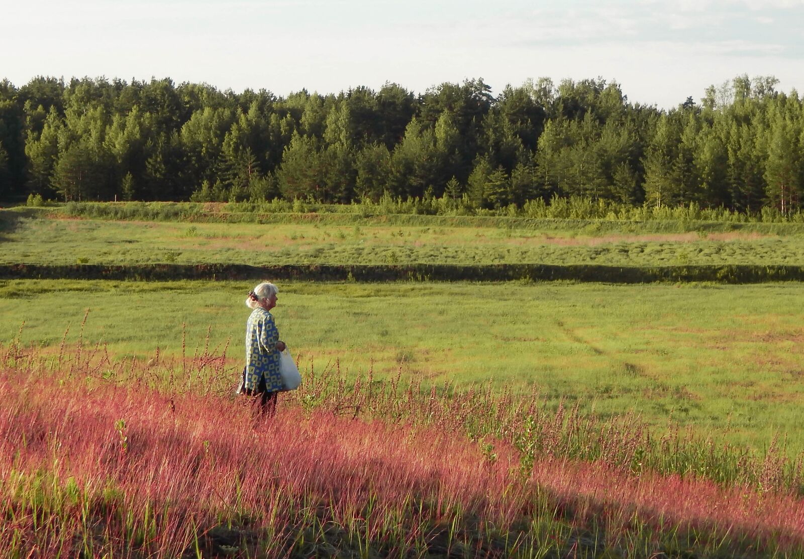 Nikon Coolpix L830 sample photo. Field, sky, woman photography