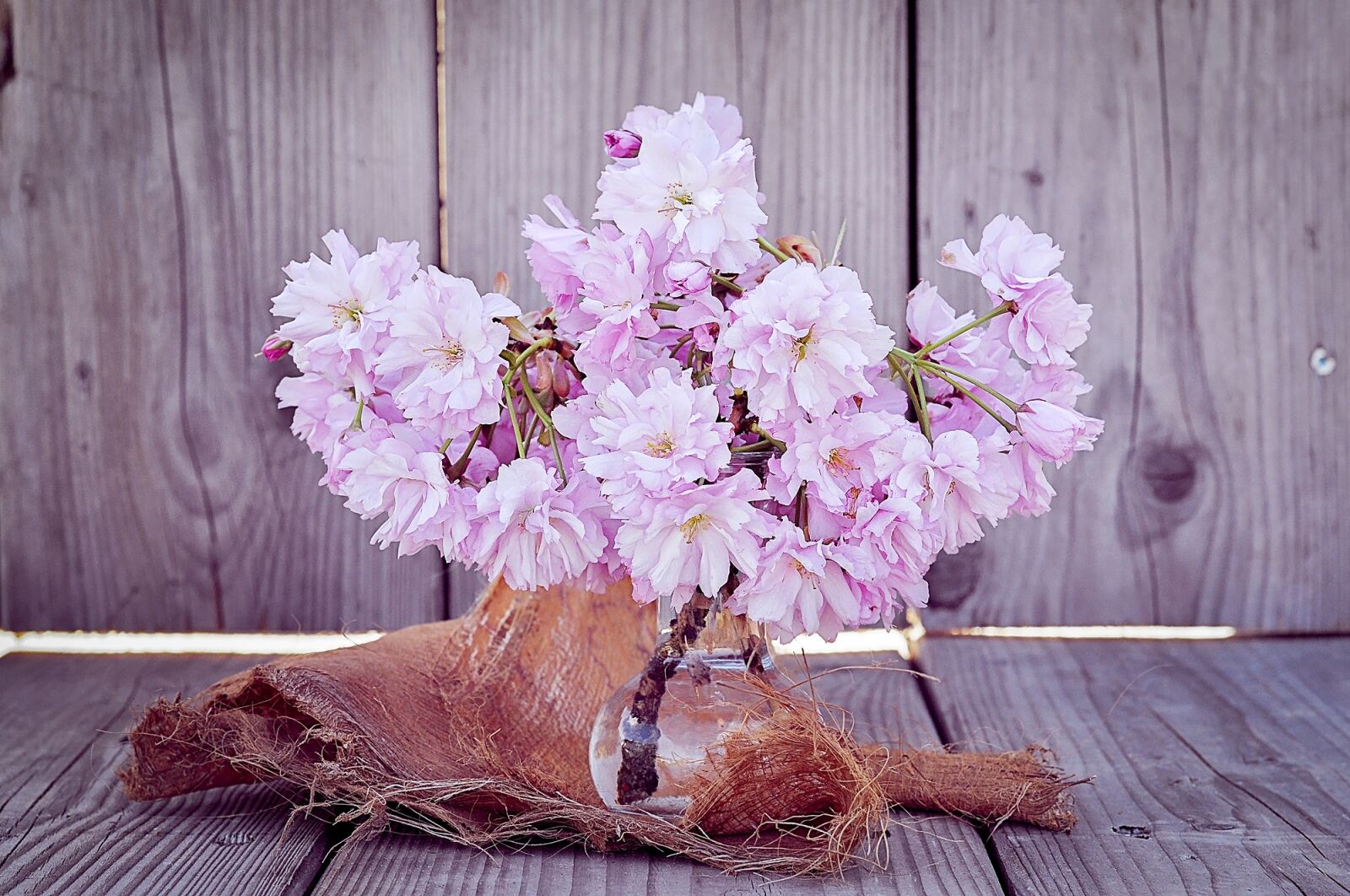 Nikon D90 sample photo. Flowers, cherry blossoms, branches photography