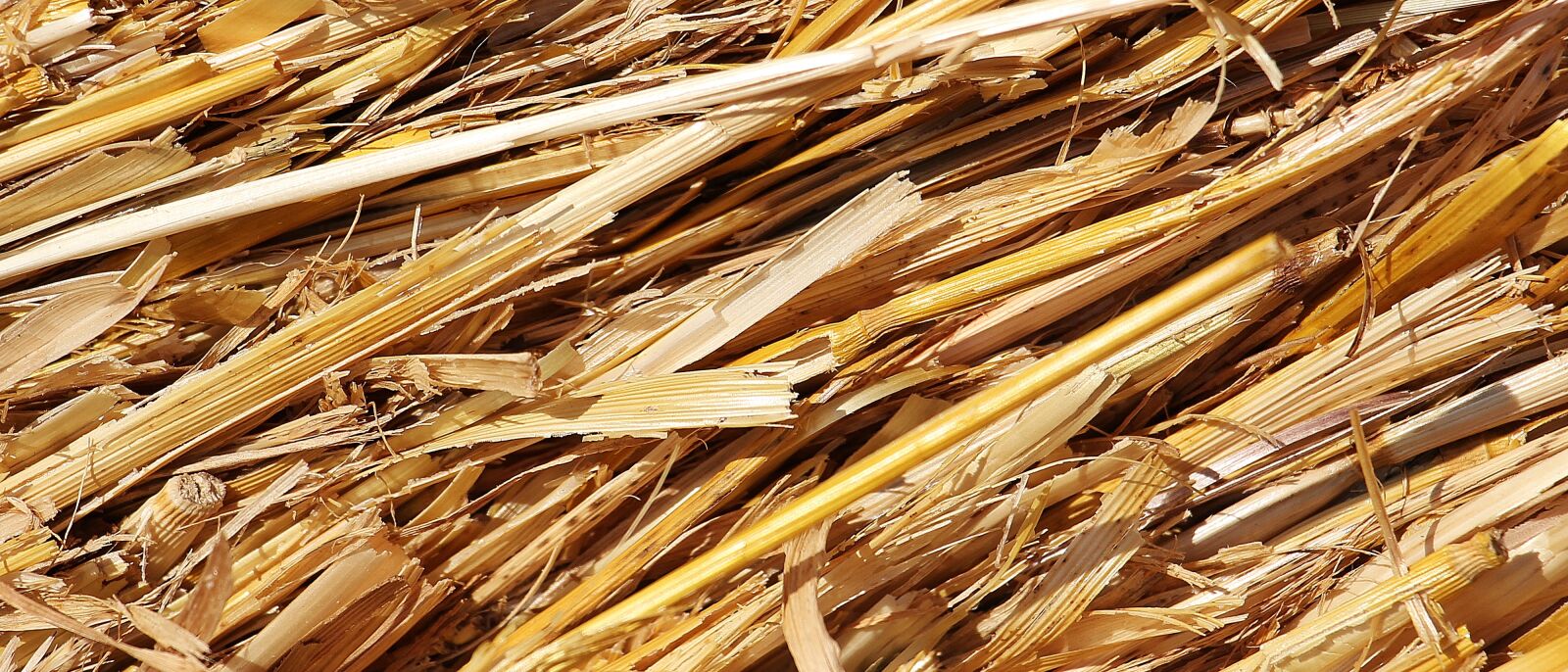 Canon EOS 550D (EOS Rebel T2i / EOS Kiss X4) sample photo. Straw, harvest, agriculture photography