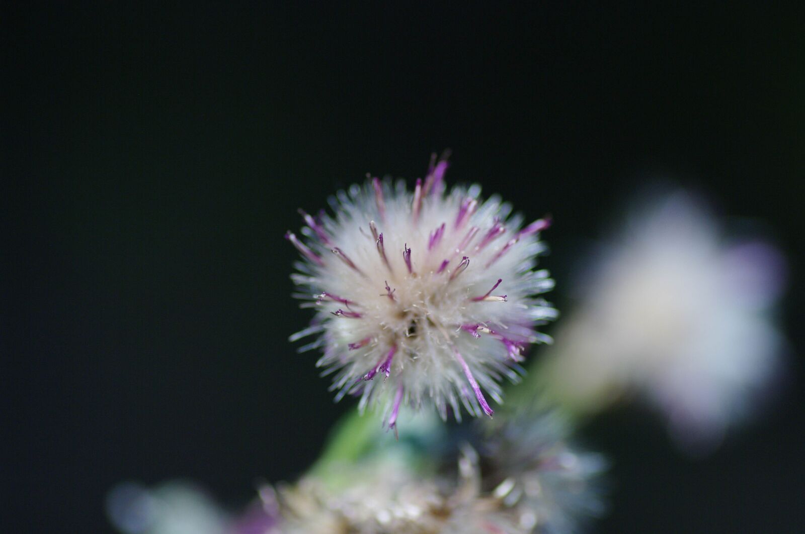 Pentax K20D sample photo. Thistle, nature, detail photography