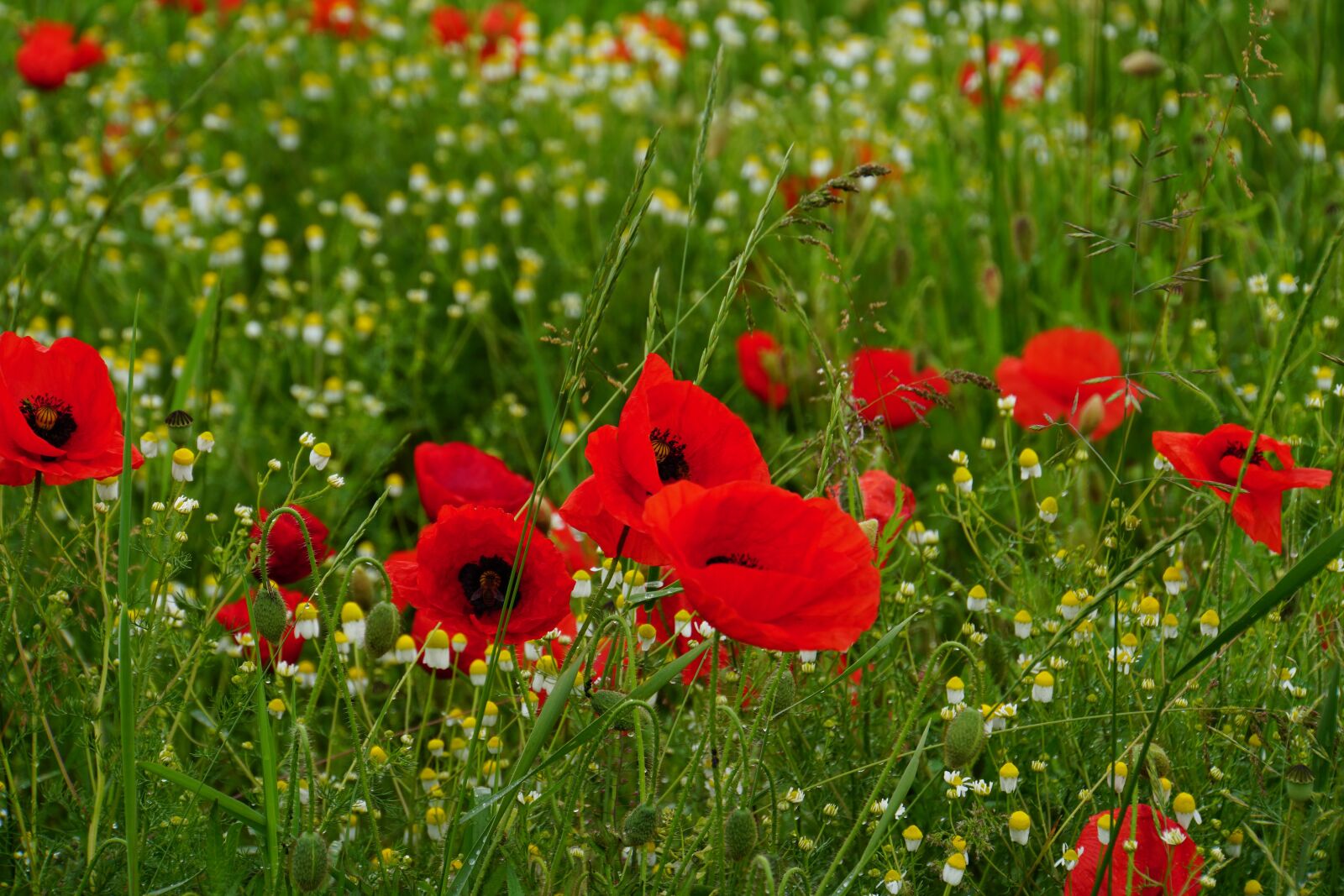 Sony a6500 + Sony E 18-200mm F3.5-6.3 OSS LE sample photo. Poppy, red, flower photography
