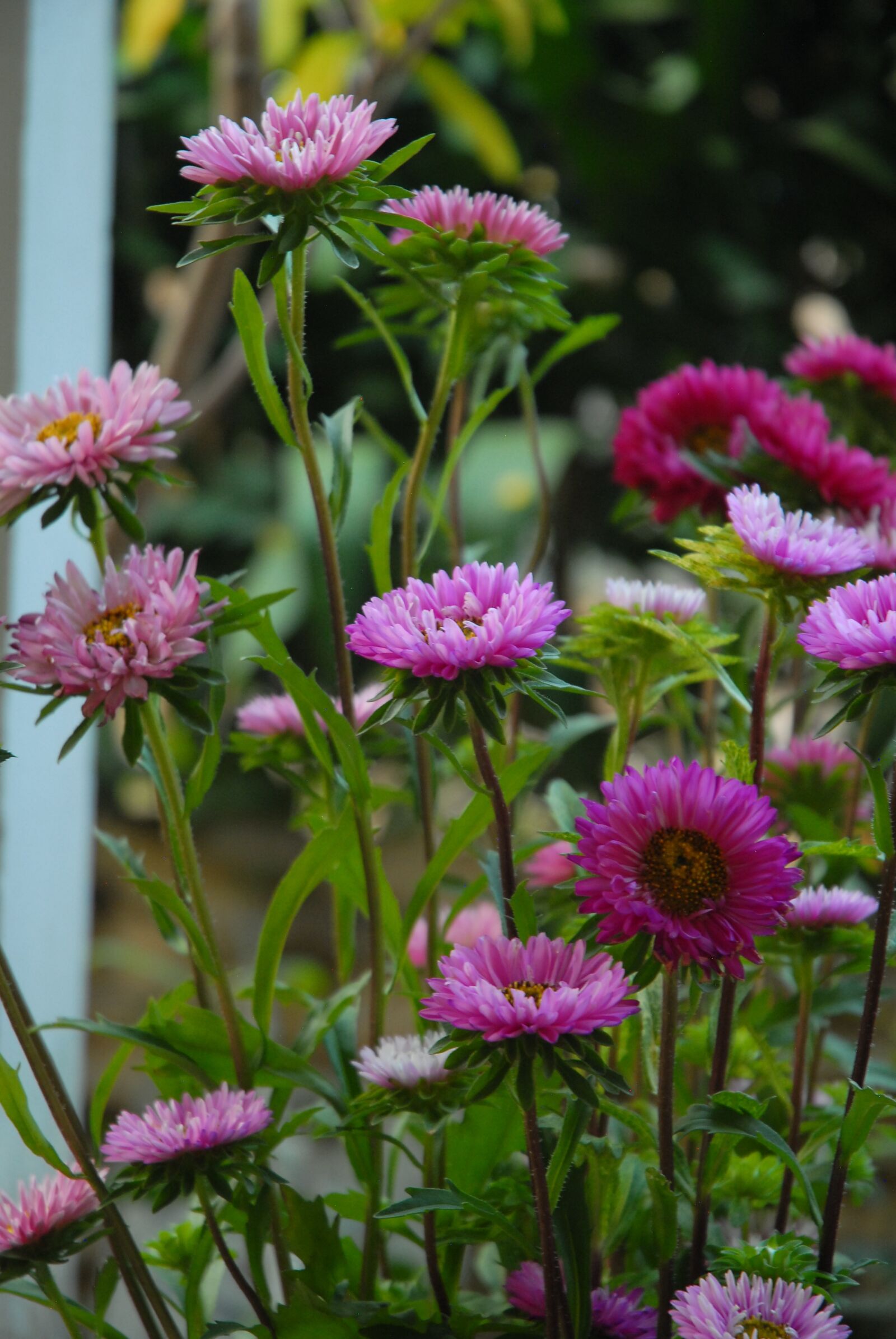 Nikon D200 sample photo. Flower, violet, blooming photography