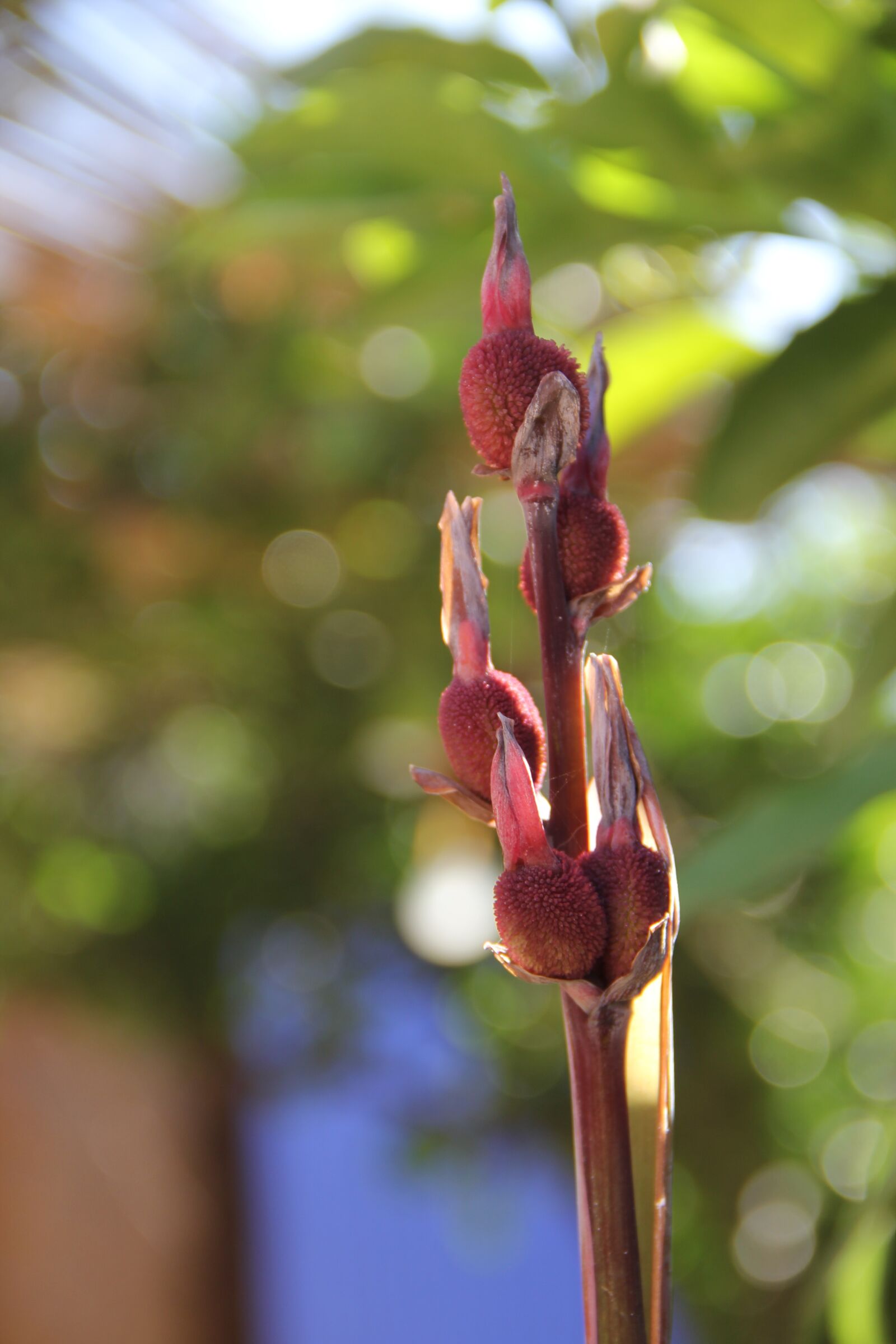 Canon EOS 60D sample photo. Nature, wilderness, marrakech photography