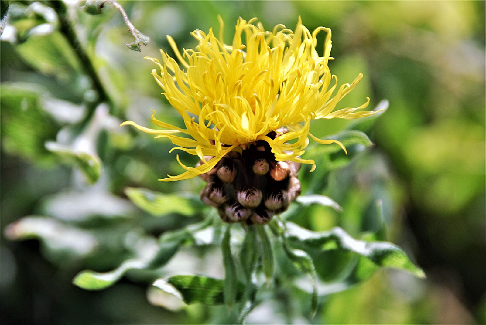 Nikon D80 sample photo. Flower, blossom, bloom photography
