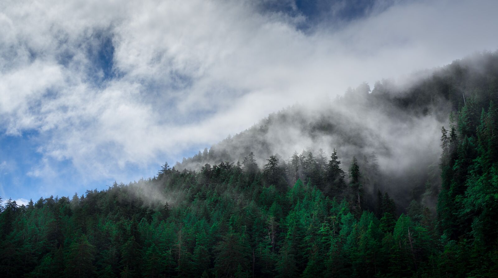 Sony Cyber-shot DSC-RX1 sample photo. Clouds, conifers, fir trees photography