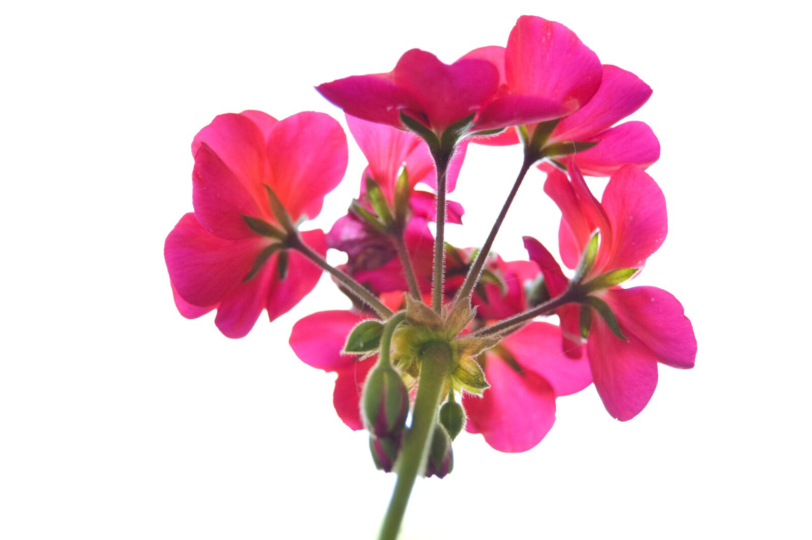 Nikon D3200 sample photo. Pink, flower, floral photography