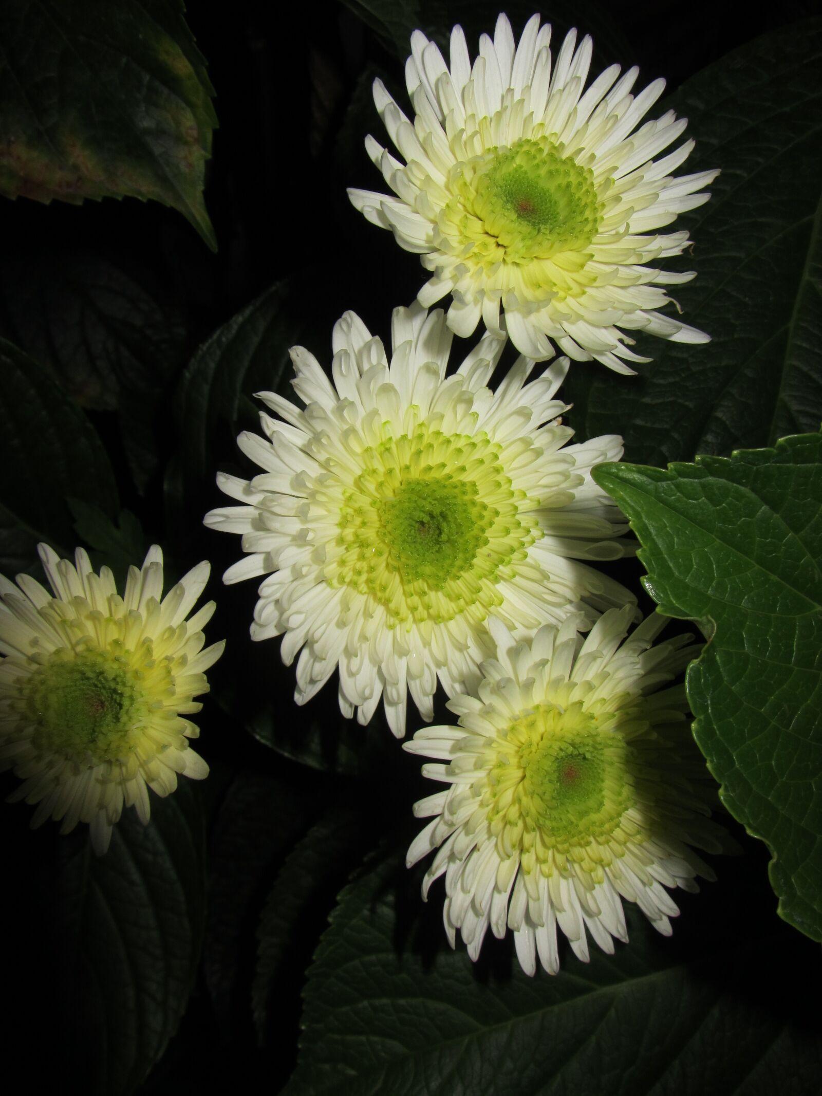 Canon PowerShot SX230 HS sample photo. Nature, flower, plant photography