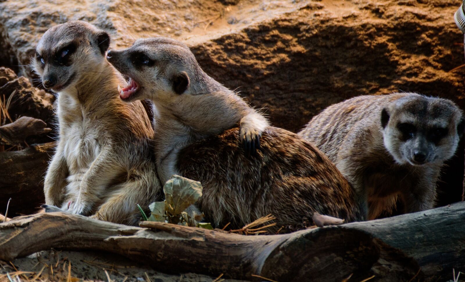Tamron SP 70-300mm F4-5.6 Di VC USD sample photo. Meerkat, zoo, lazy photography