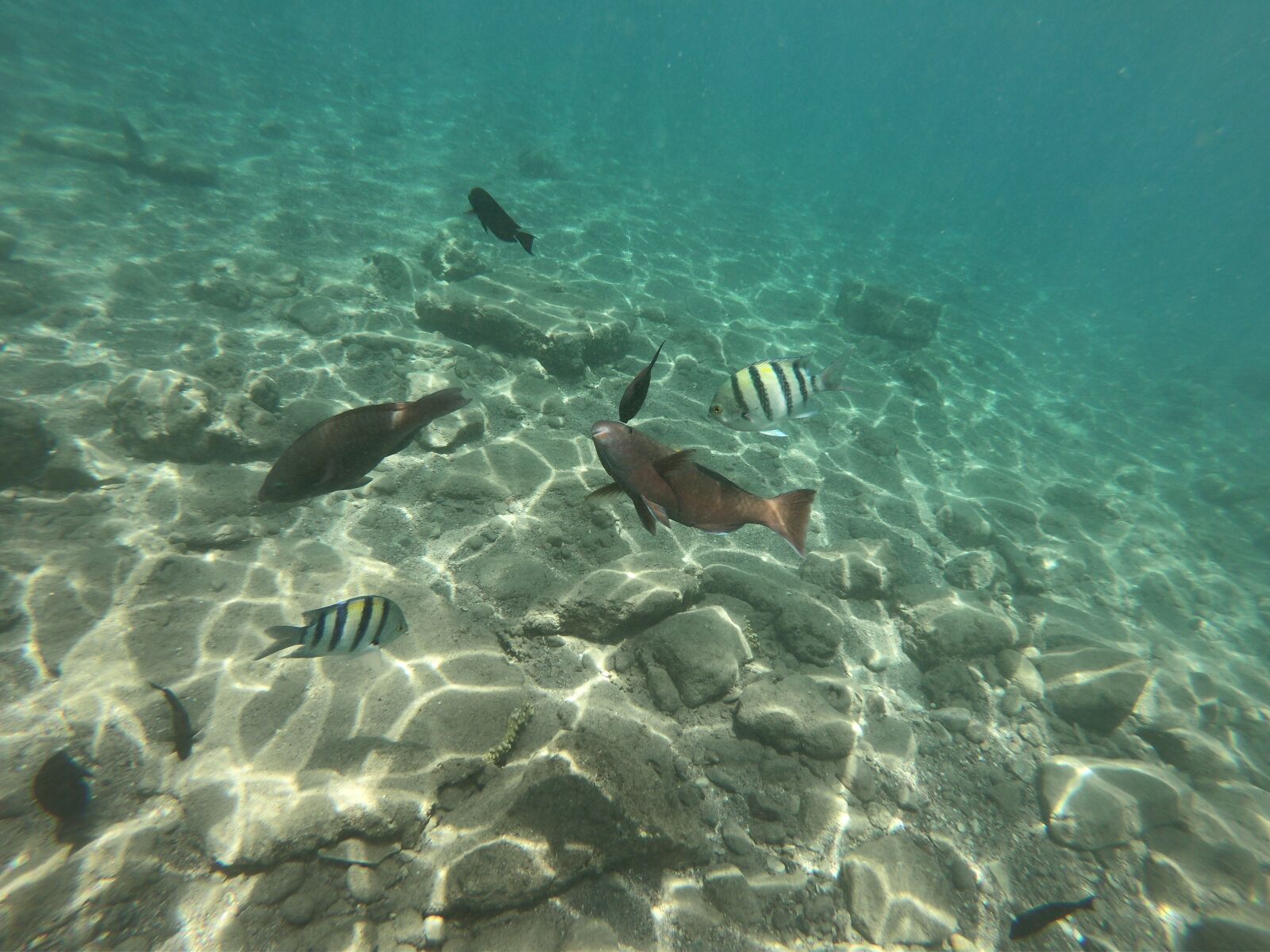 GoPro Hero6 Black sample photo. Sea, red sea, underwater photography