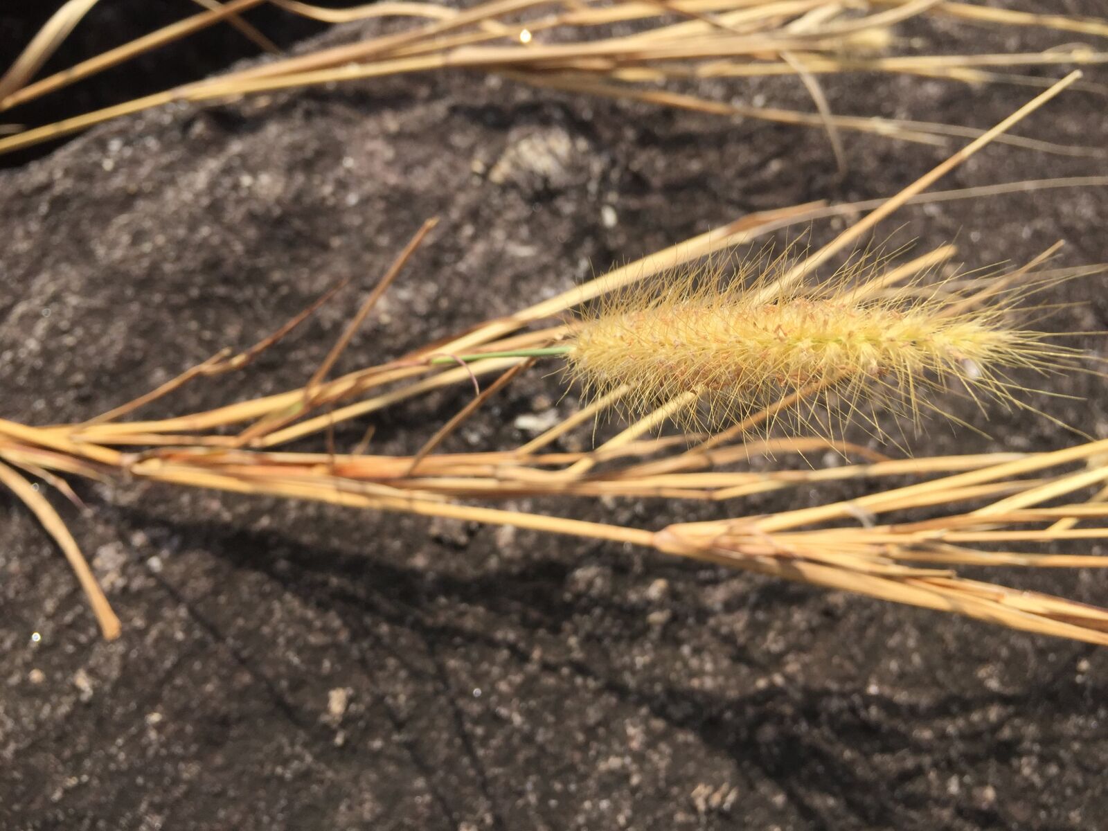 Apple iPhone 6 sample photo. Dry, leaves photography