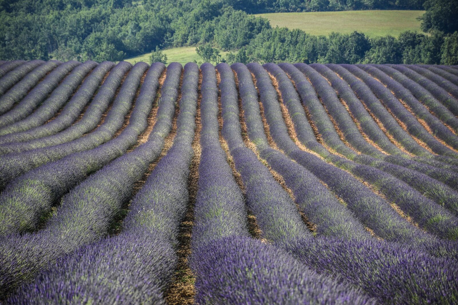 Nikon D5600 sample photo. Valensole, provence, france photography