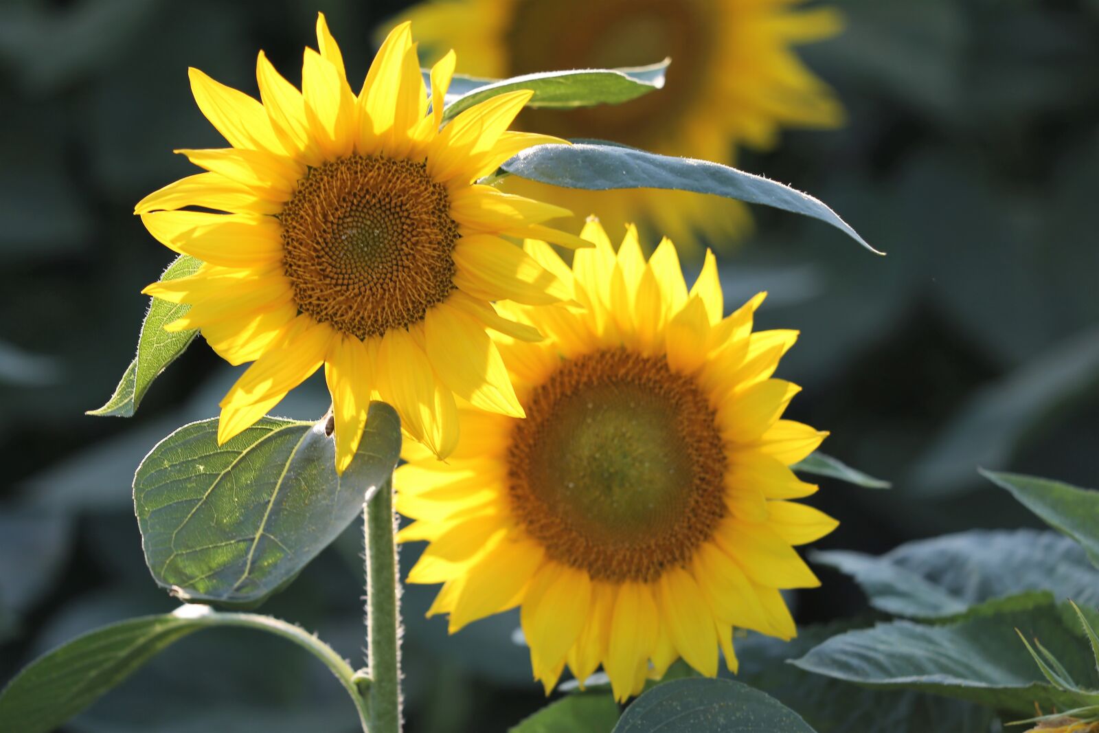 Canon EF 70-300 F4-5.6 IS II USM sample photo. Agriculture, sunflowers, bloom photography