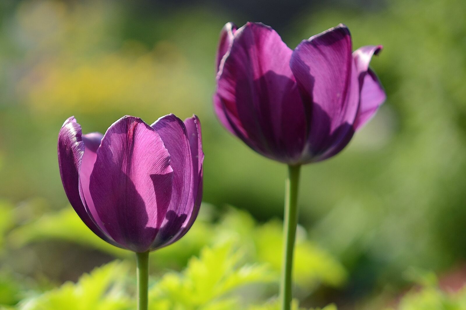 Nikon D7000 sample photo. Tulips, pink, flowers photography
