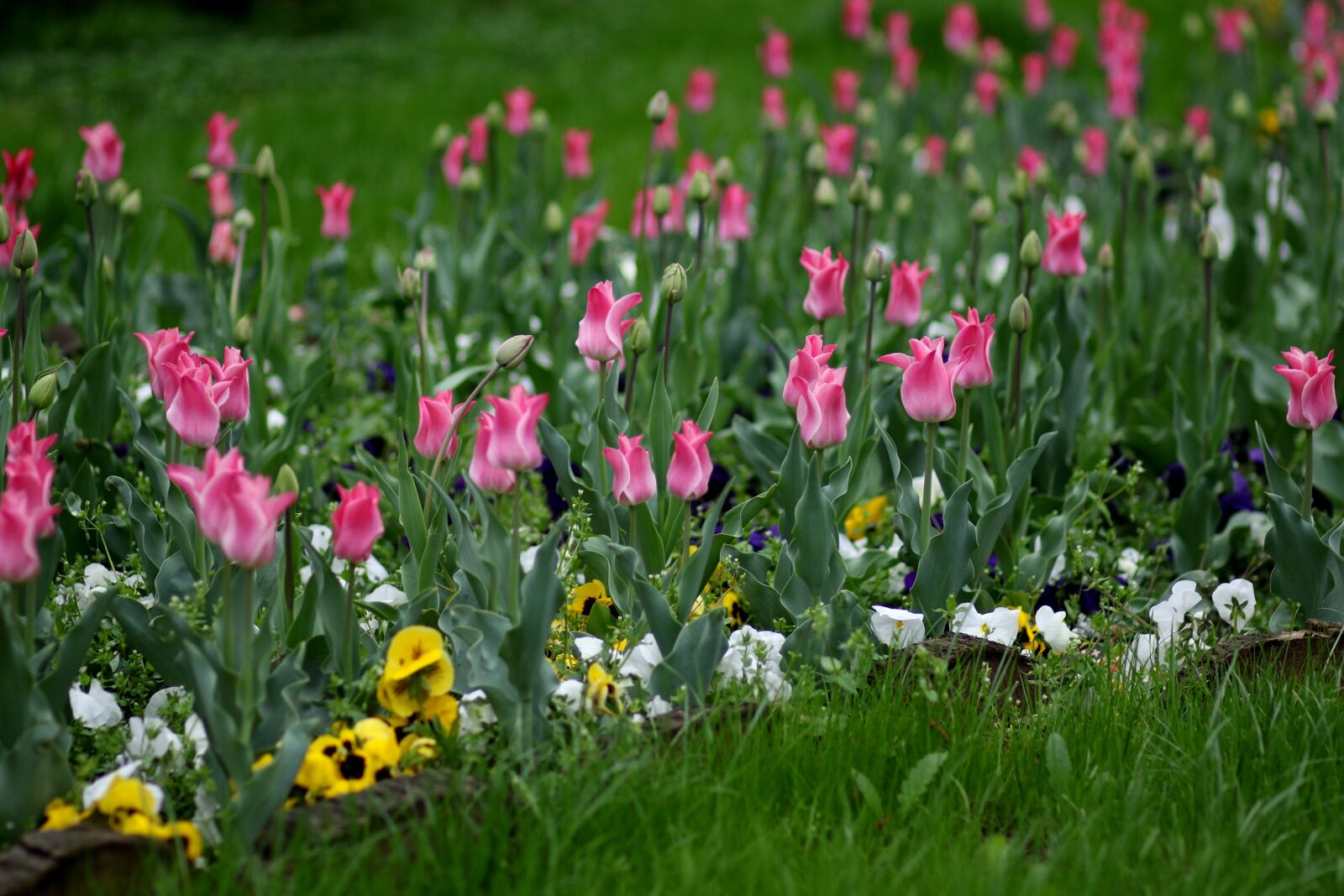 Canon EF 85mm F1.8 USM sample photo. Tulips, pink, flowers photography
