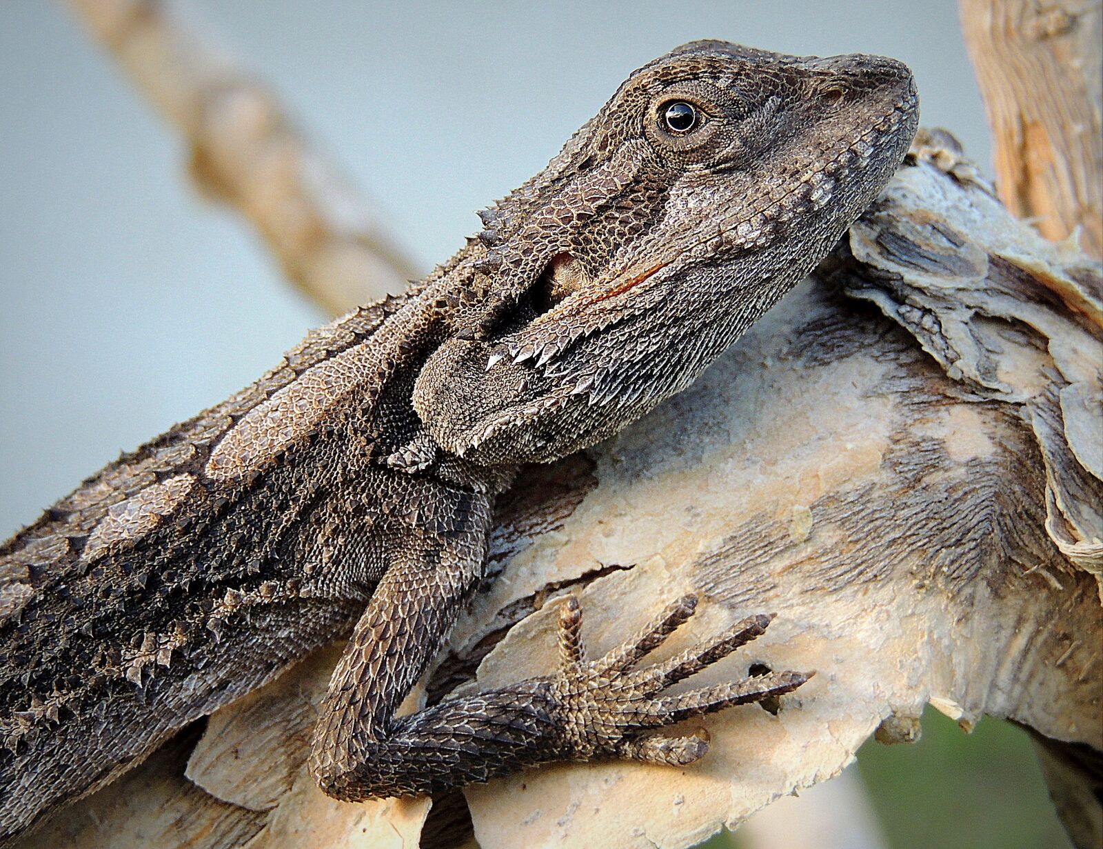 Nikon Coolpix P510 sample photo. Lizard, reptile, native photography