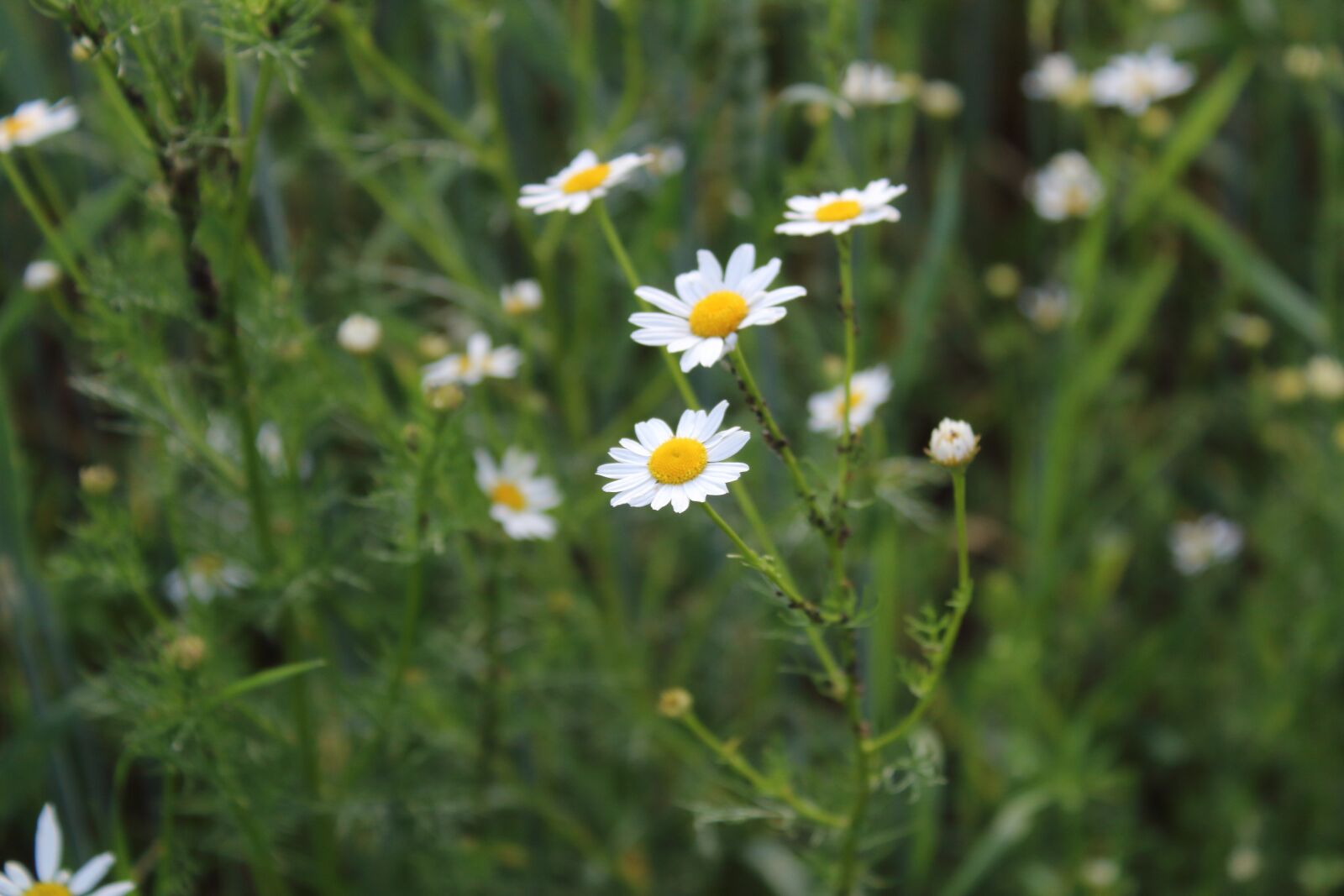 Canon EOS 1300D (EOS Rebel T6 / EOS Kiss X80) sample photo. Chamomile, village, macro photography