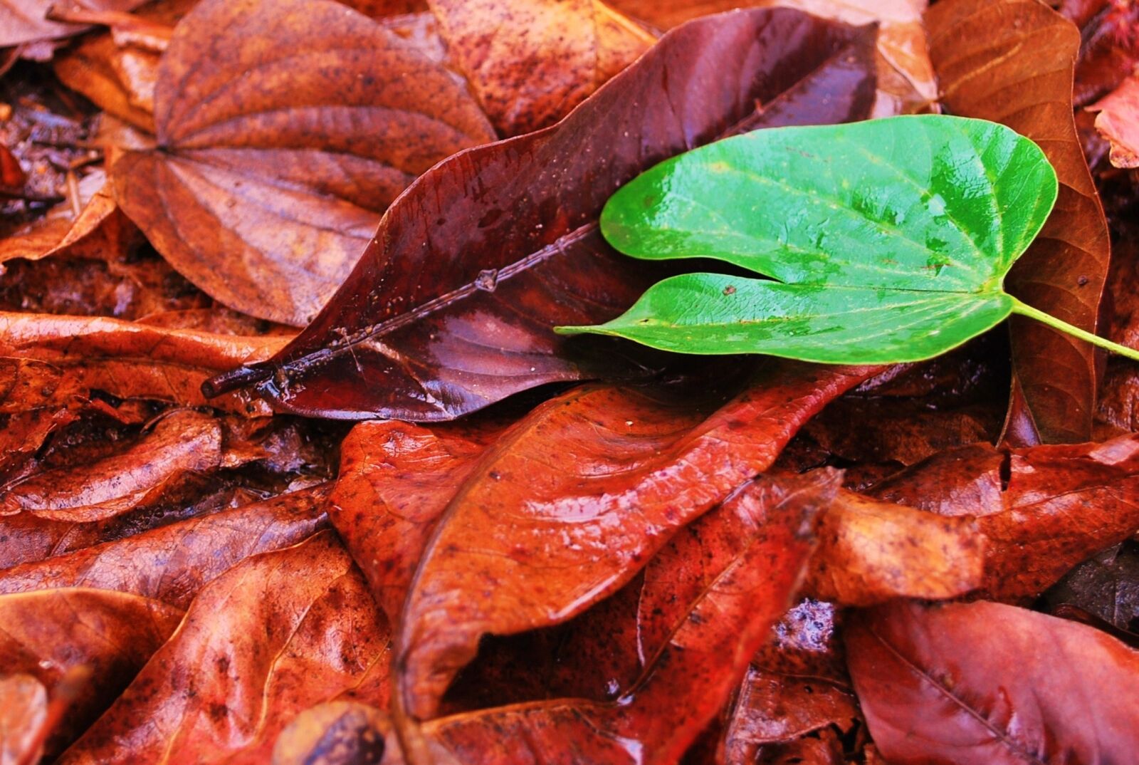 Nikon D60 sample photo. Fresh, green, leaf photography