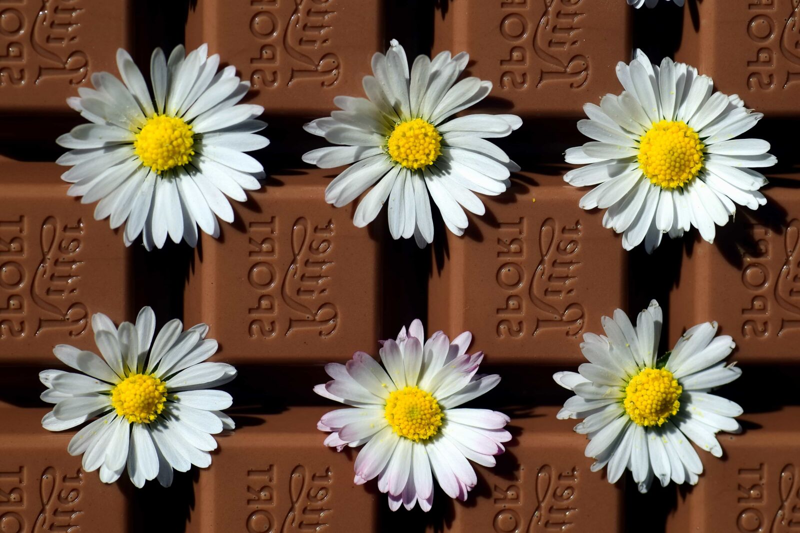 Nikon D3300 sample photo. Chocolate, flower, blossom, plant photography