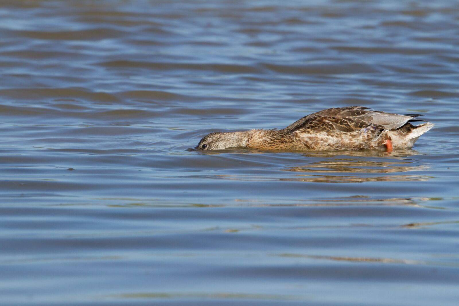 Canon EOS 7D + Canon EF 70-200mm F4L IS USM sample photo. Duck, waterfowl, nature photography