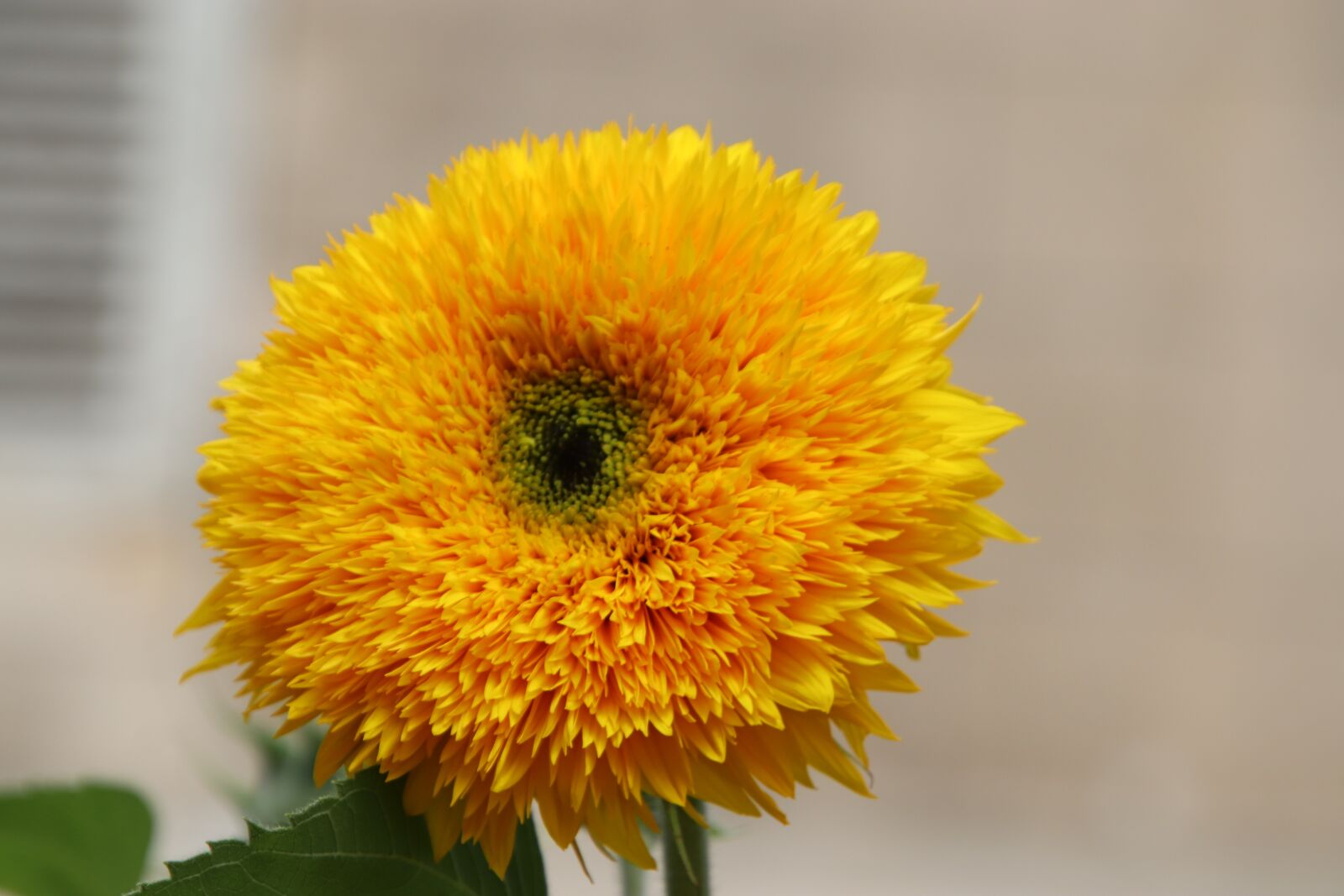Canon EOS 800D (EOS Rebel T7i / EOS Kiss X9i) sample photo. Sunflowers with double flowers photography